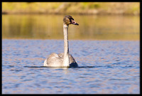 Trumpeter Swan