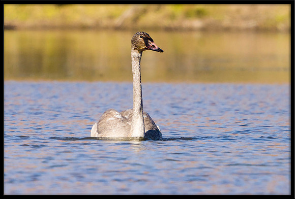 Trumpeter Swan