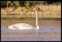 Trumpeter Swan