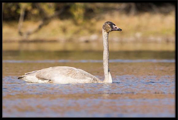 Trumpeter Swan