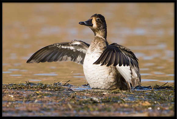 Ringed-neck Duck