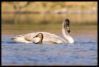 Trumpeter Swan and Canvasback
