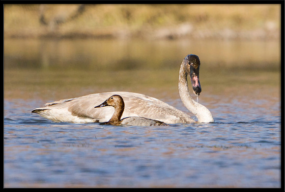 Trumpeter Swan and Canvasback