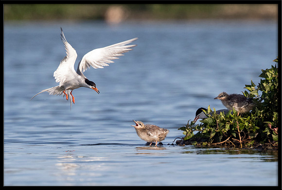 Forster's Tern and Chick