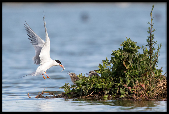 Forster's Tern Feeding Chick