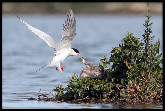 Forster's Tern Feeding Chick