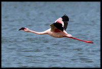 Lesser Flamingo (wild, non-captive)