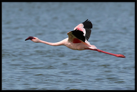 Lesser Flamingo (wild, non-captive)