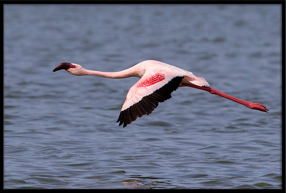 Lesser Flamingo (wild, non-captive)