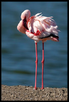Lesser Flamingo