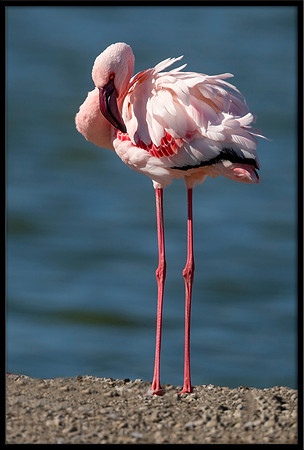 Lesser Flamingo