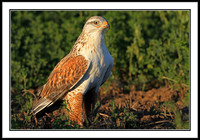 Ferruginous Hawk
