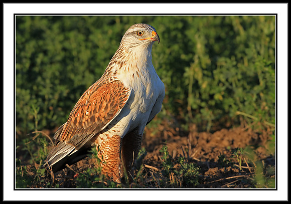 Ferruginous Hawk