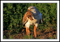 Ferruginous Hawk dining on a gopher
