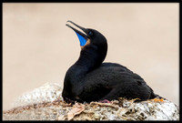 Brandt's Cormorants