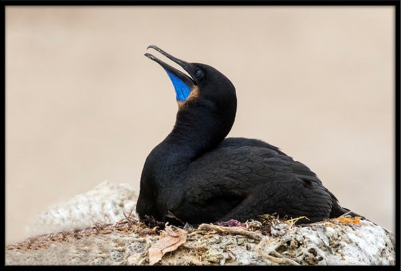 Brandt's Cormorant