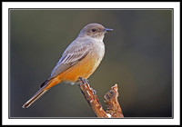 Phoebes