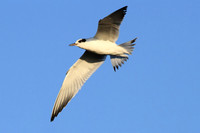 Least Tern
