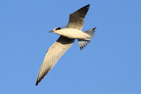 Least Tern
