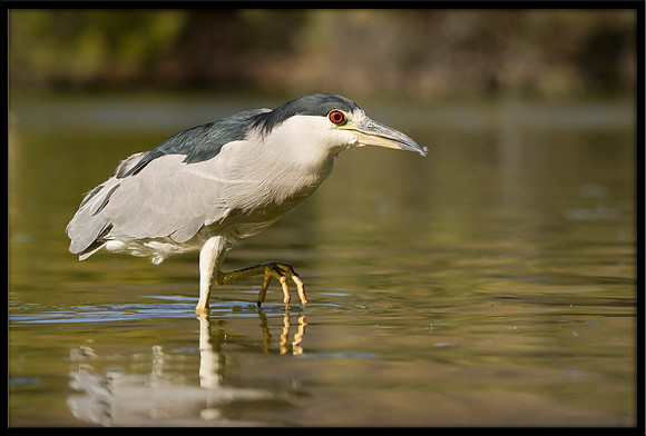 Black-crowned Night Heron