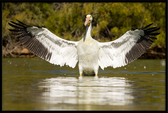 American White Pelican