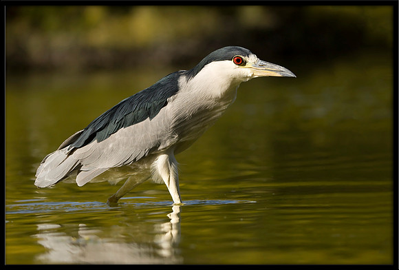 Black-crowned Night Heron