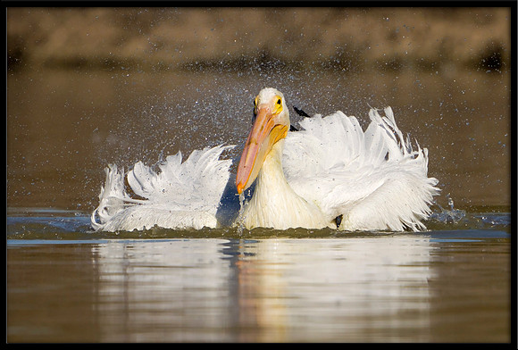 American White Pelican