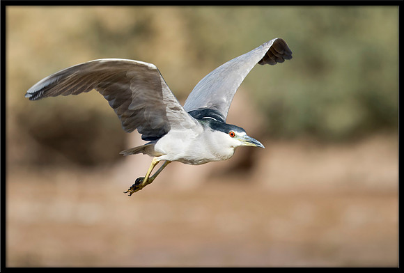 Black-crowned Night Heron