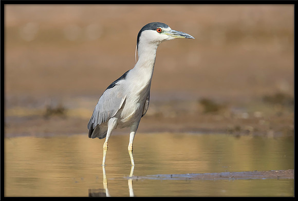 Black-crowned Night Heron