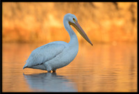 American White Pelican