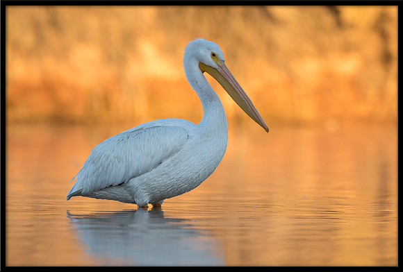 American White Pelican