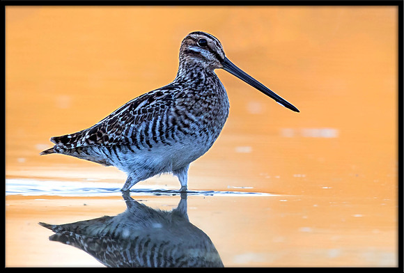 Wilson's Snipe