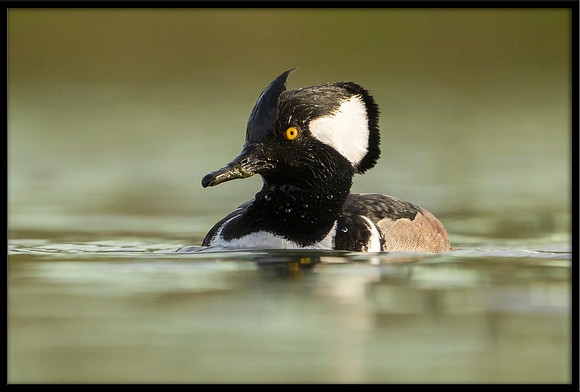 Hooded Merganser