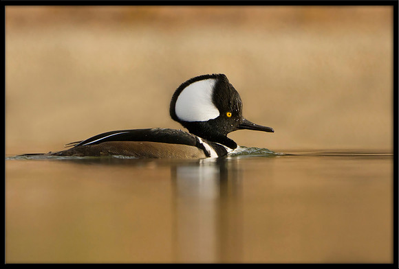 Hooded Merganser