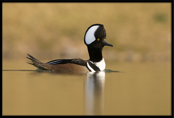 Hooded Merganser