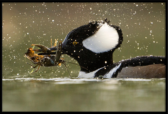 Hooded Merganser