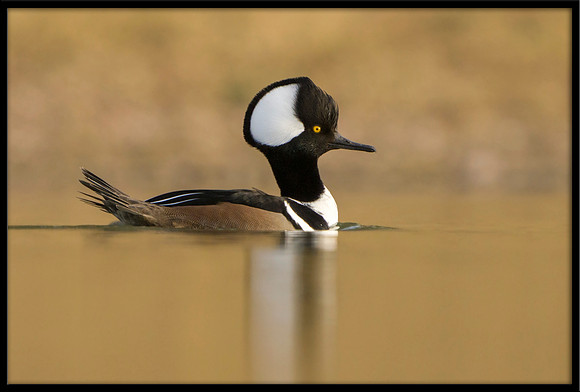 Hooded Merganser