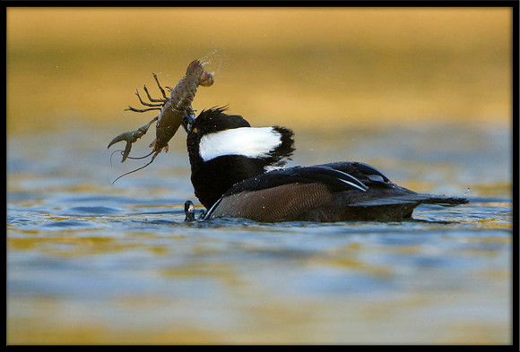 Hooded Merganser