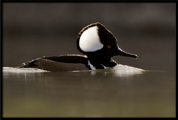 Hooded Merganser