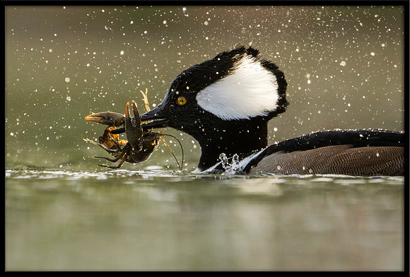 Hooded Merganser