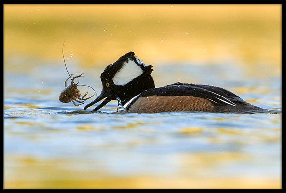 Hooded Merganser