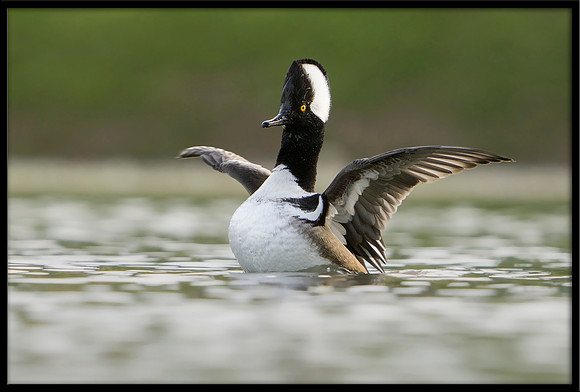Hooded Merganser