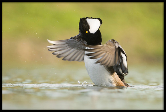 Hooded Merganser