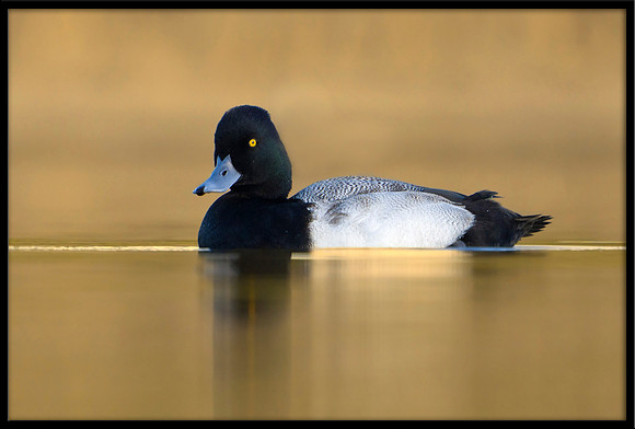 Lesser Scaup