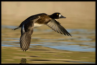 Lesser Scaup