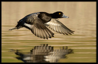 Lesser Scaup