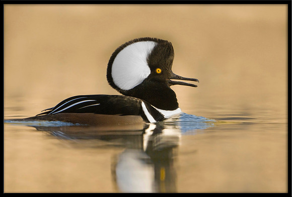 Hooded Merganser