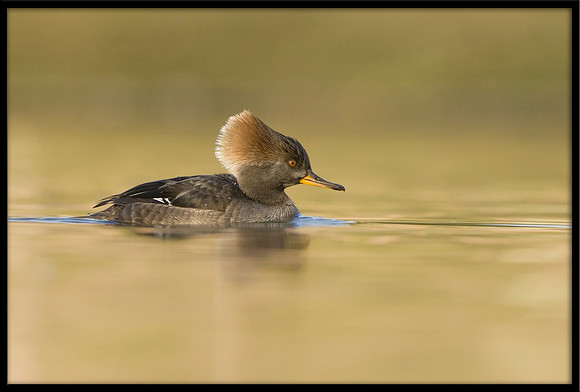 Hooded Merganser (f)