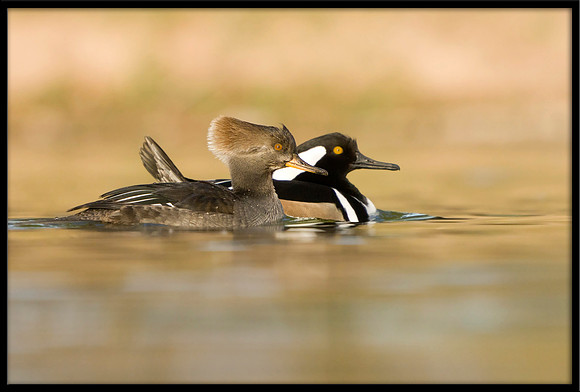 Hooded Merganser (m&f)