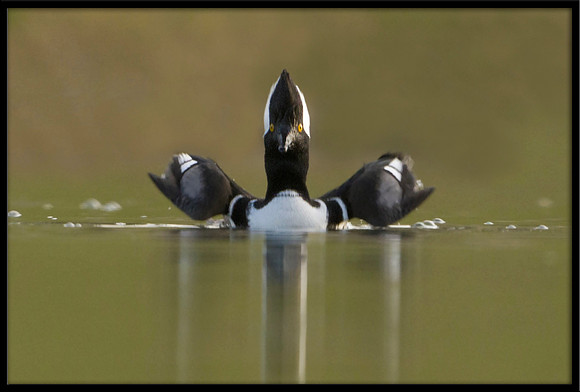 Hooded Merganser